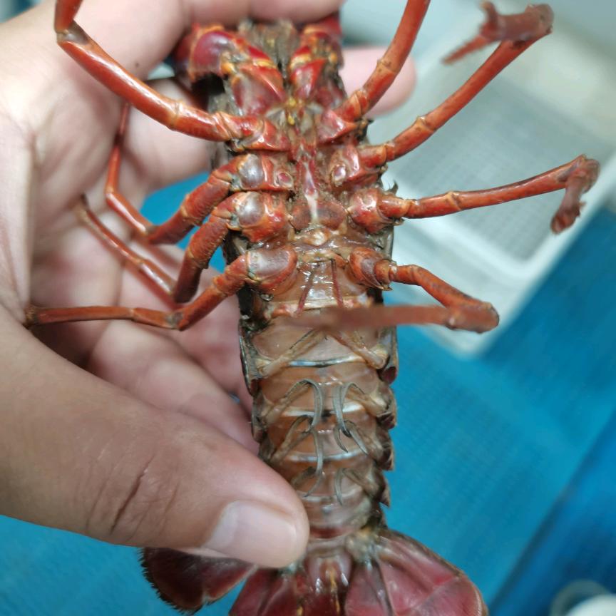 高淳 虾兵蟹匠、朱小帅