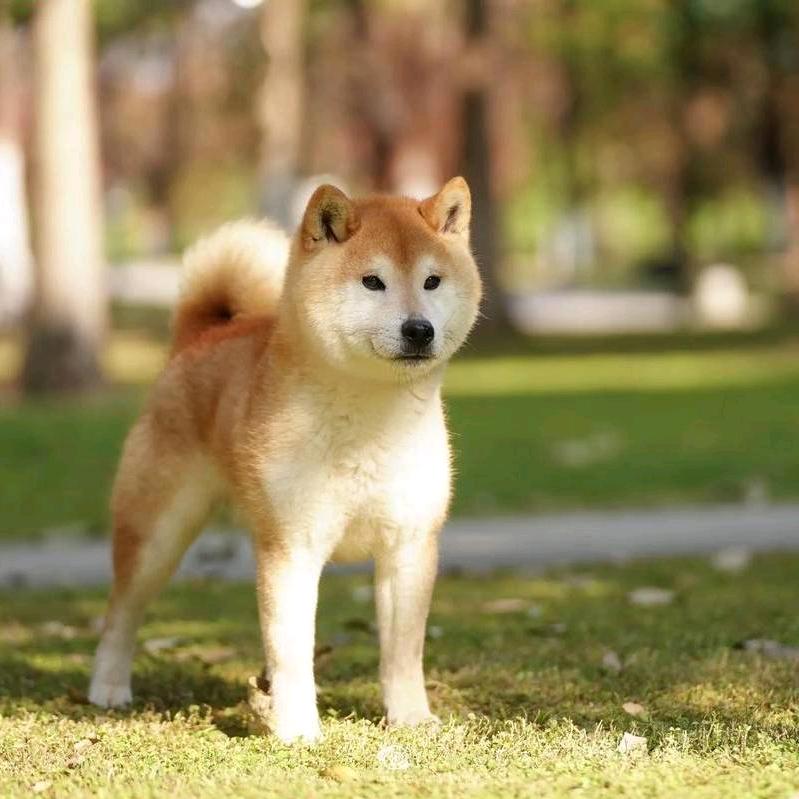一天犬舍