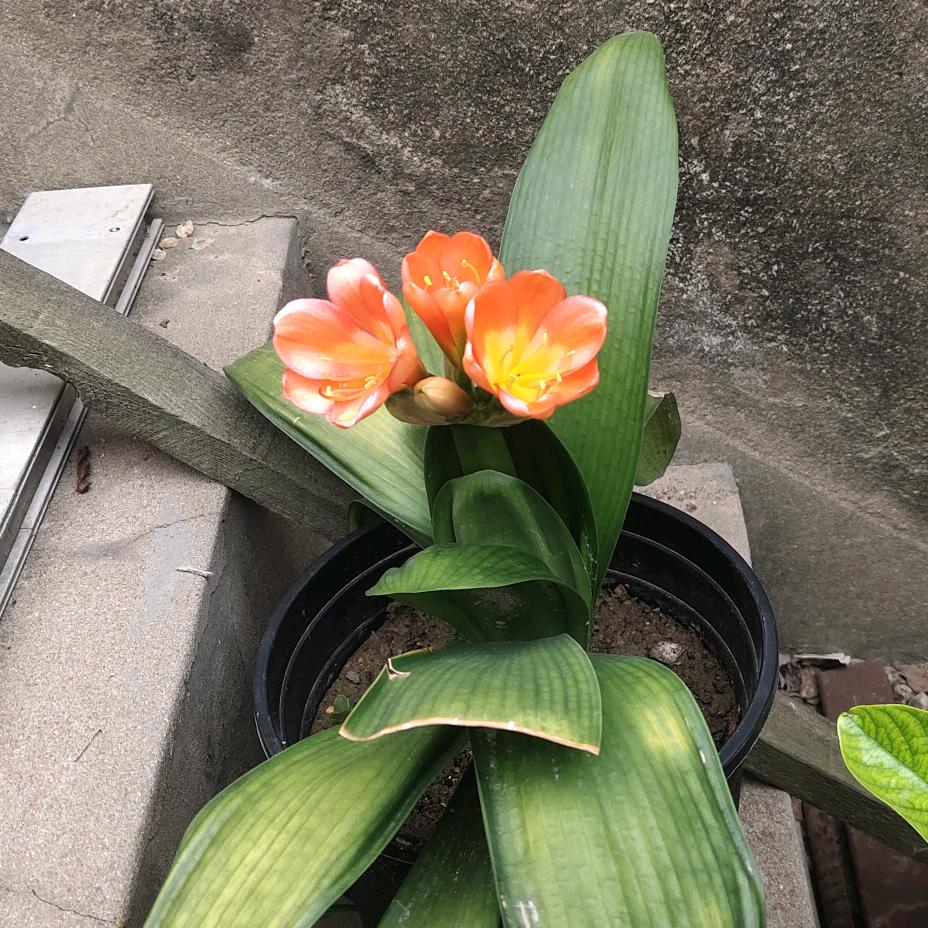 玻璃架子