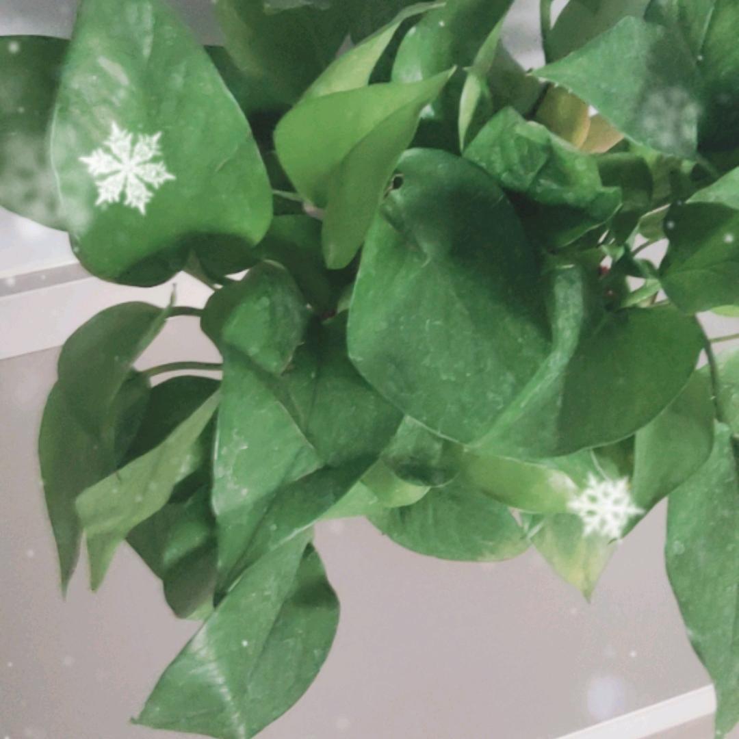 ╰⋛⋋⊱๑雪山飞虎๑⊰⋌⋚╯