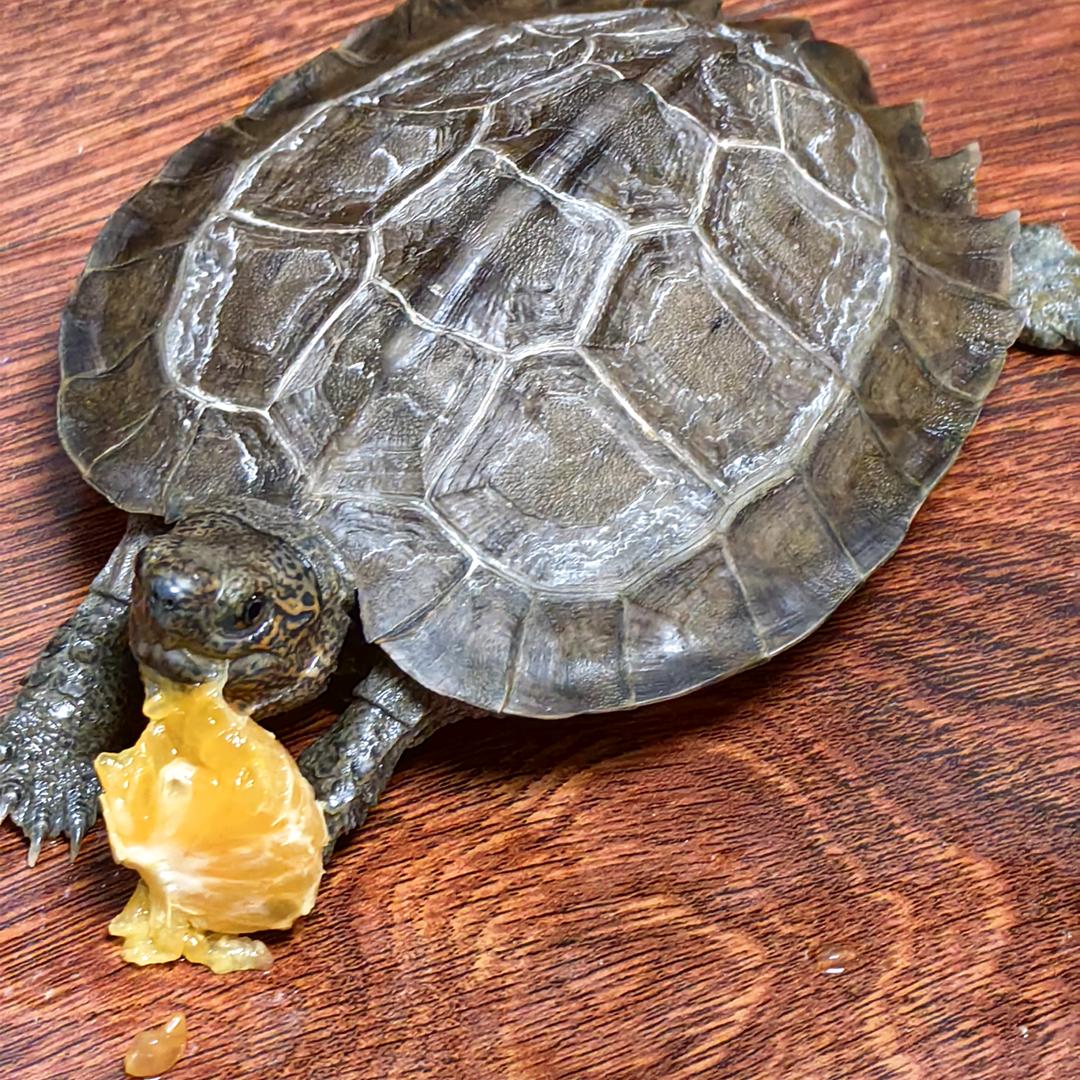 雷特王👑❤️🐢