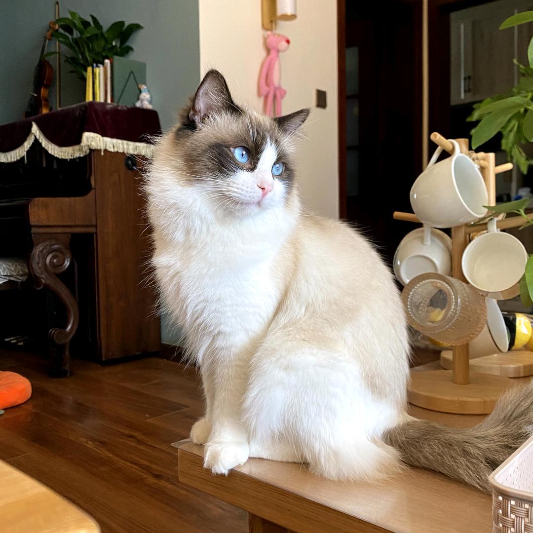 狗子是只喵