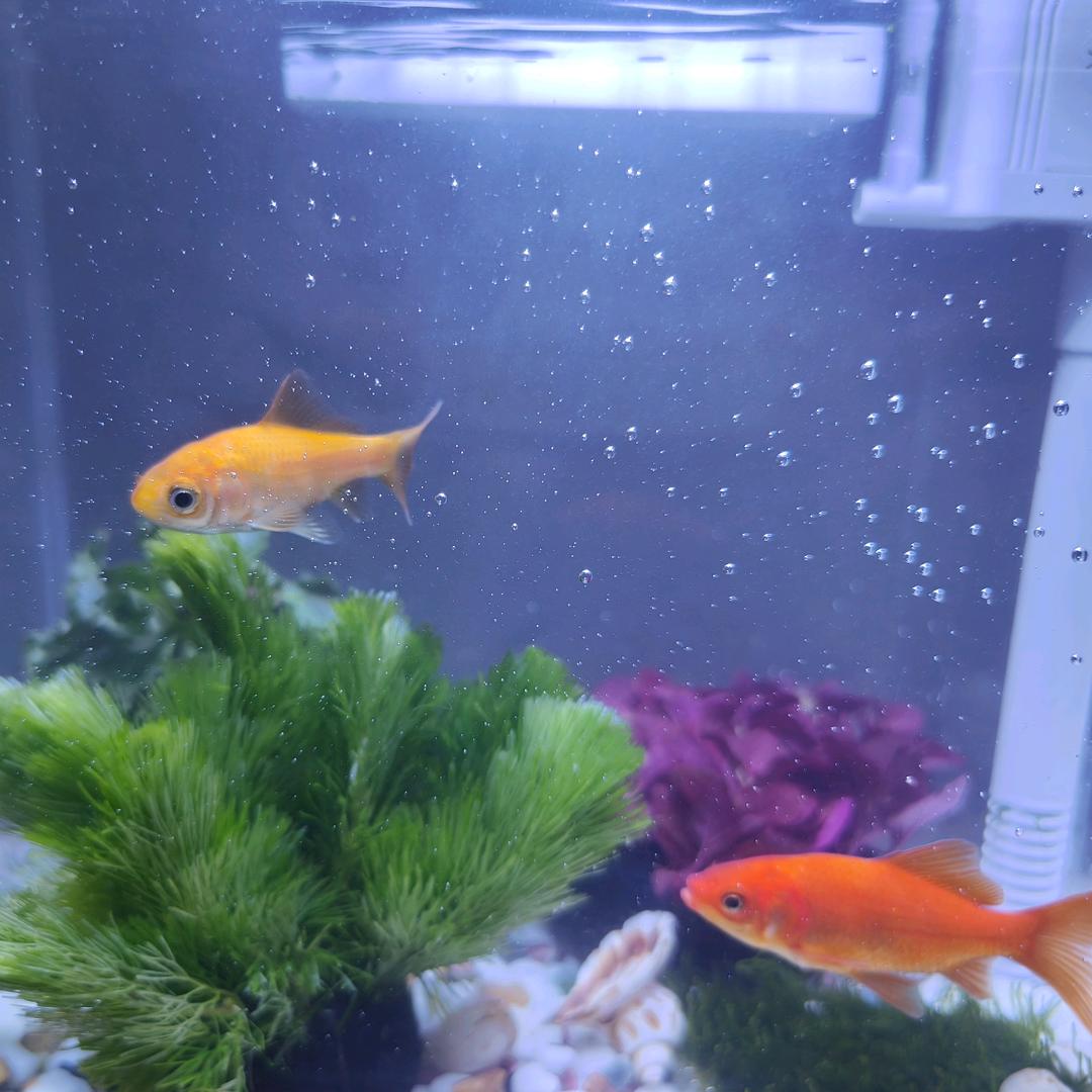 水仙花开