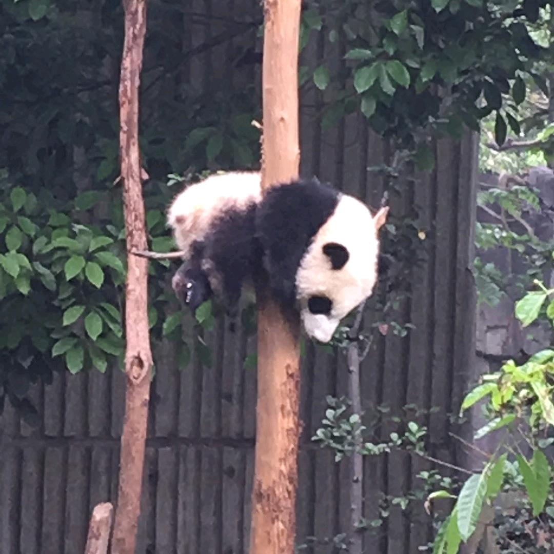 介休小赵（遵纪守法好市民）