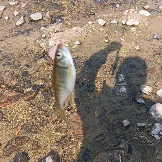GT👻【野钓🎣达人】🐟老谢🐟🐟