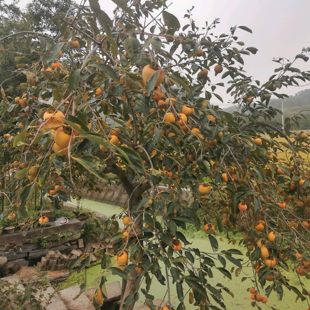 柿柿如意