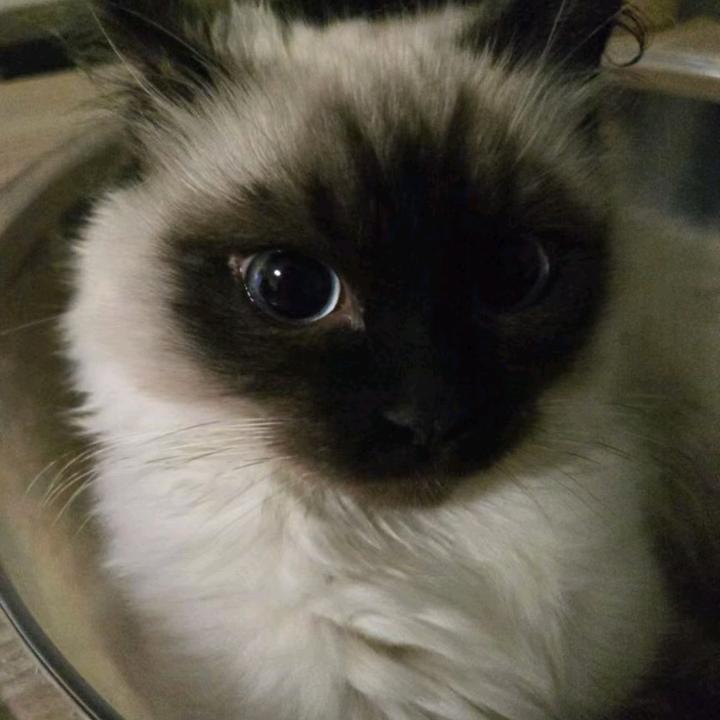 孟之泪伤（已结扎）