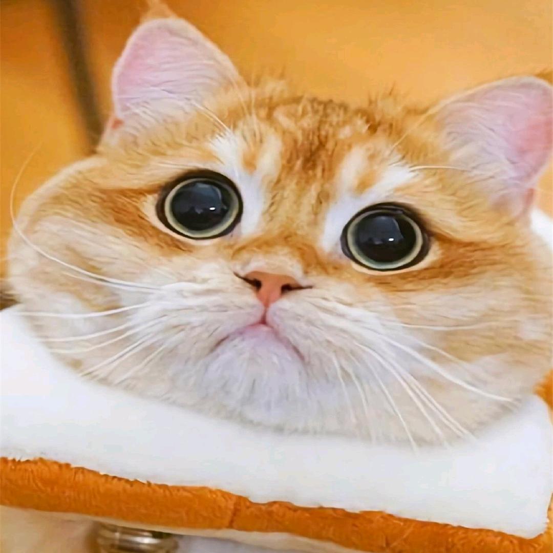 会唱歌的猫🐱