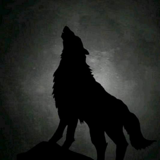 河南狼腾星耀宠物用品有限公司