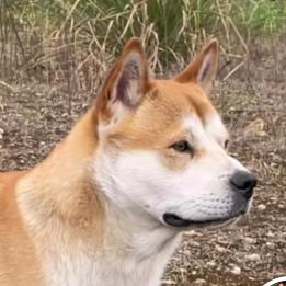 农村仔田园犬舍