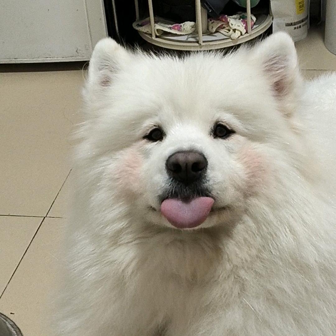 四月是只萨摩耶