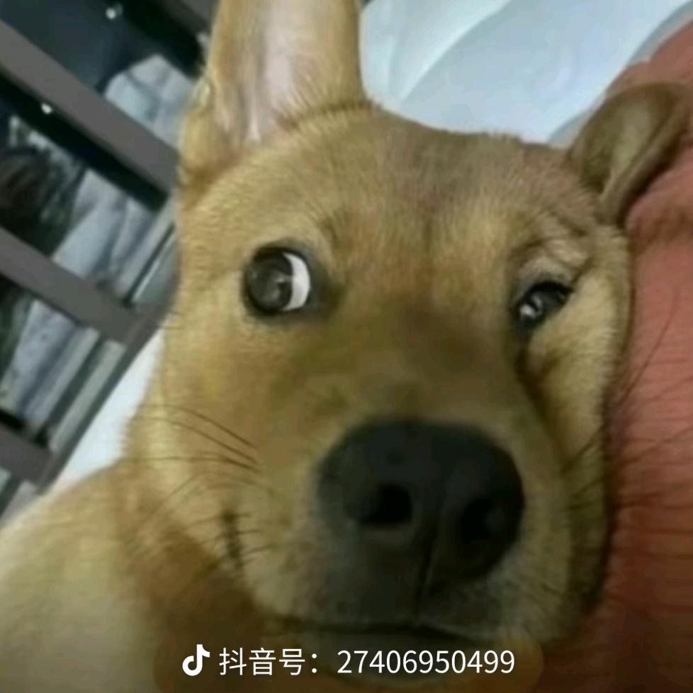 柠檬柠檬