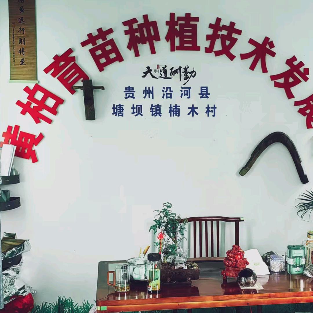 川黄柏（移栽苗）