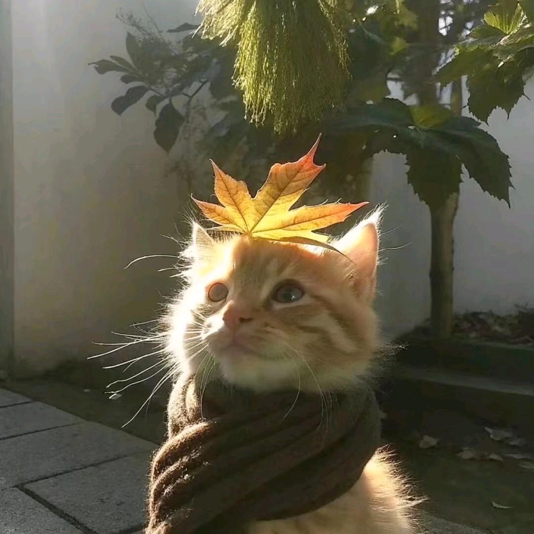 月亮炒蛋、