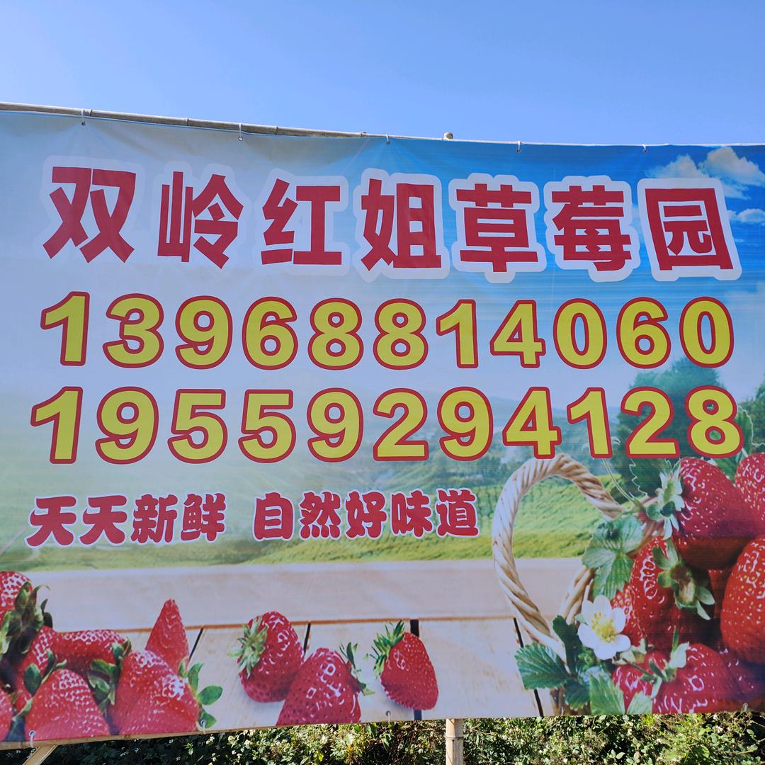灌口双岭红姐草莓园