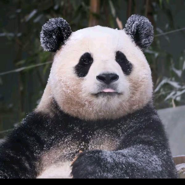萌萌