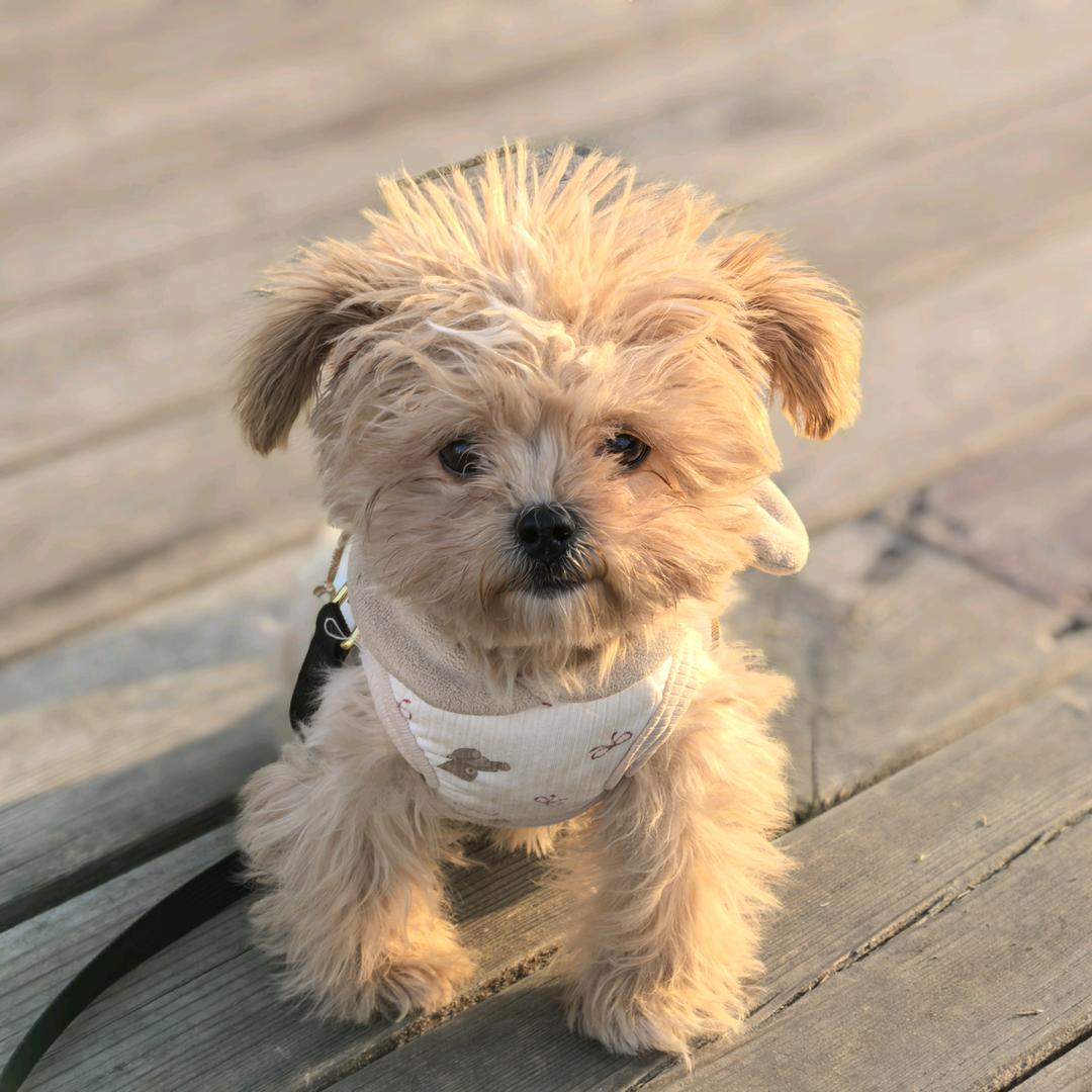 张小七是只马尔泰