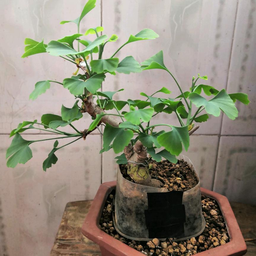 晓舟878