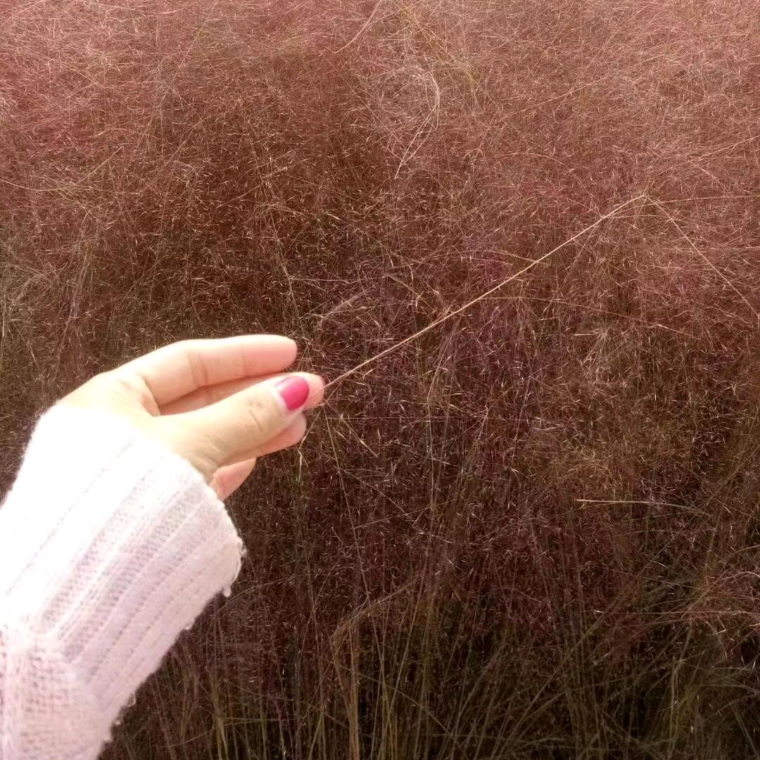 🌹苗苗🌹