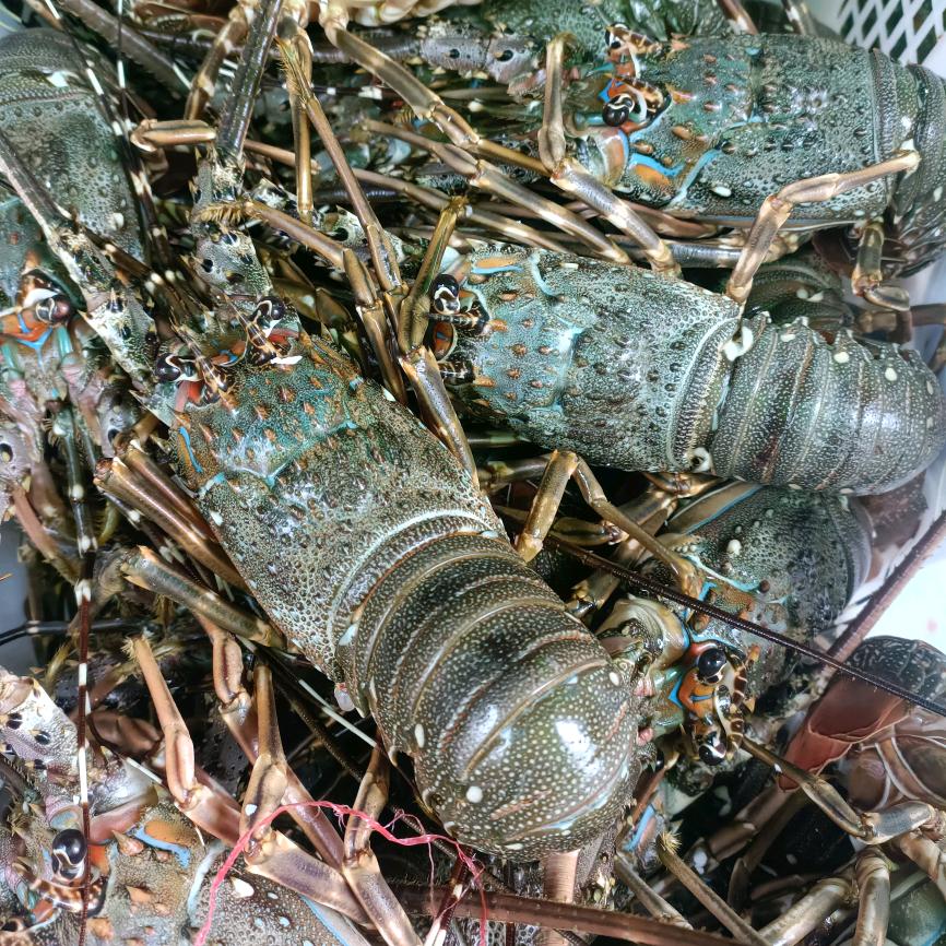鑫业海鲜