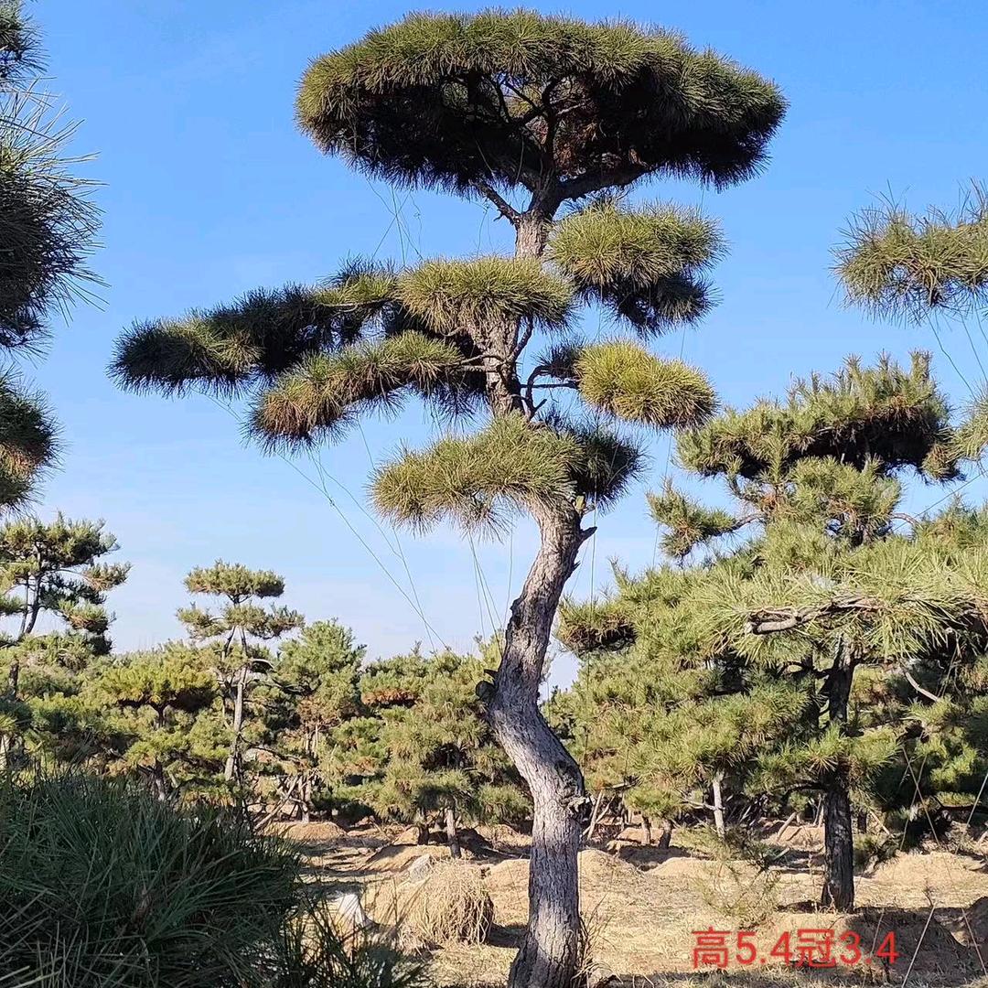 造型松凌峰园林（亓帅）