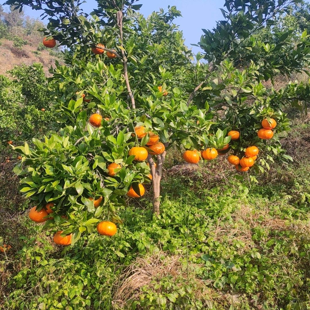 满堂红橙