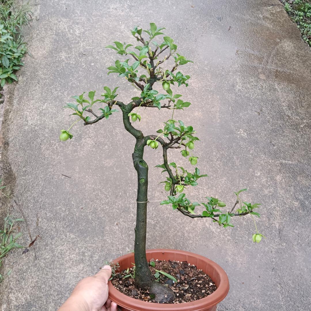 怡馨园艺场