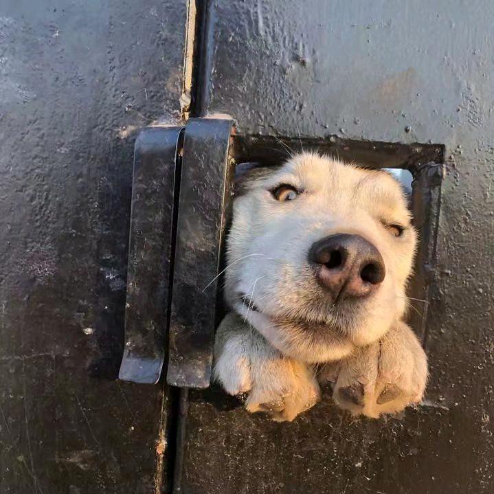 重生之我在抖音当人机王