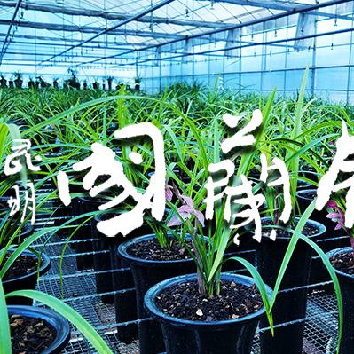 昆明国兰馆