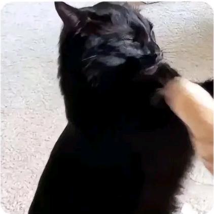 暴打猫猫头