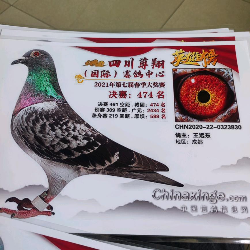 公棚鸽孑