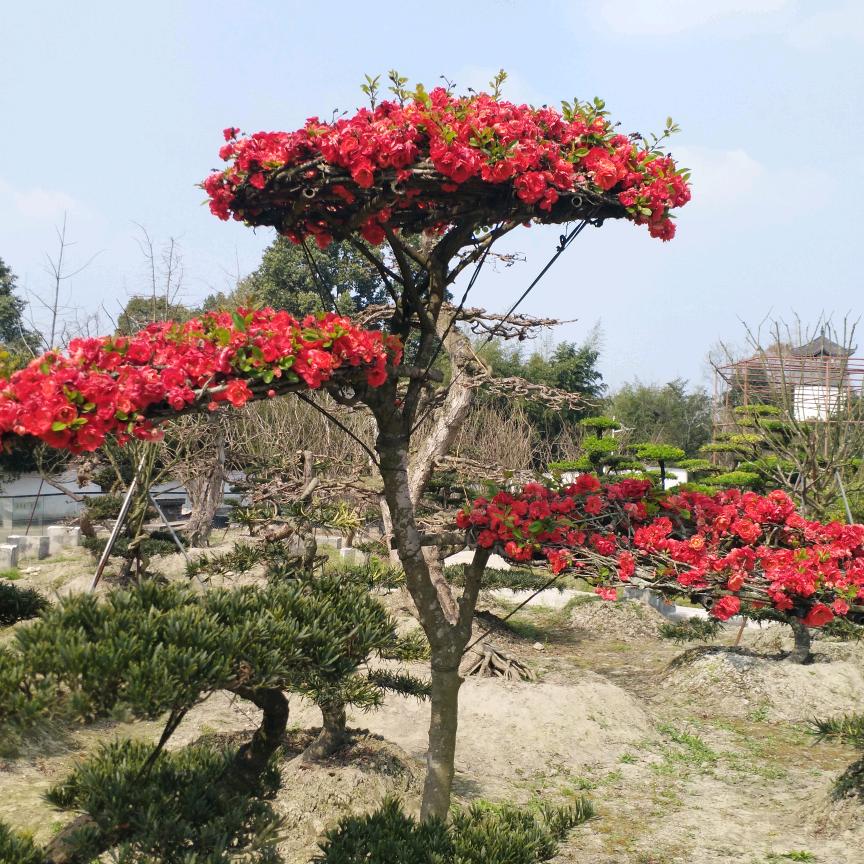 苍龙苗木，沙参