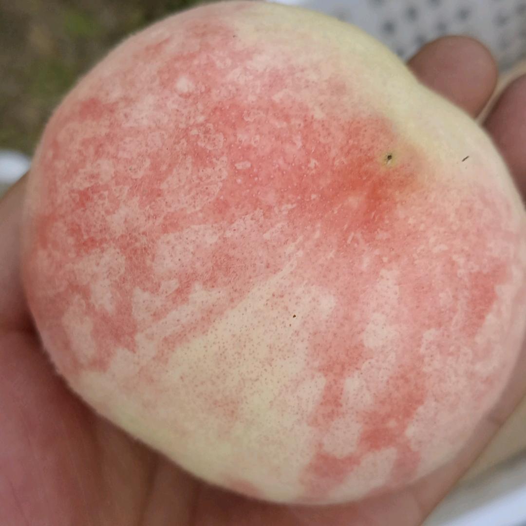 农民🧑‍🌾