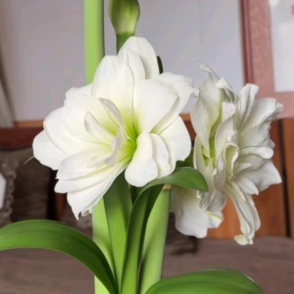 用户2510579423743爱在深秋