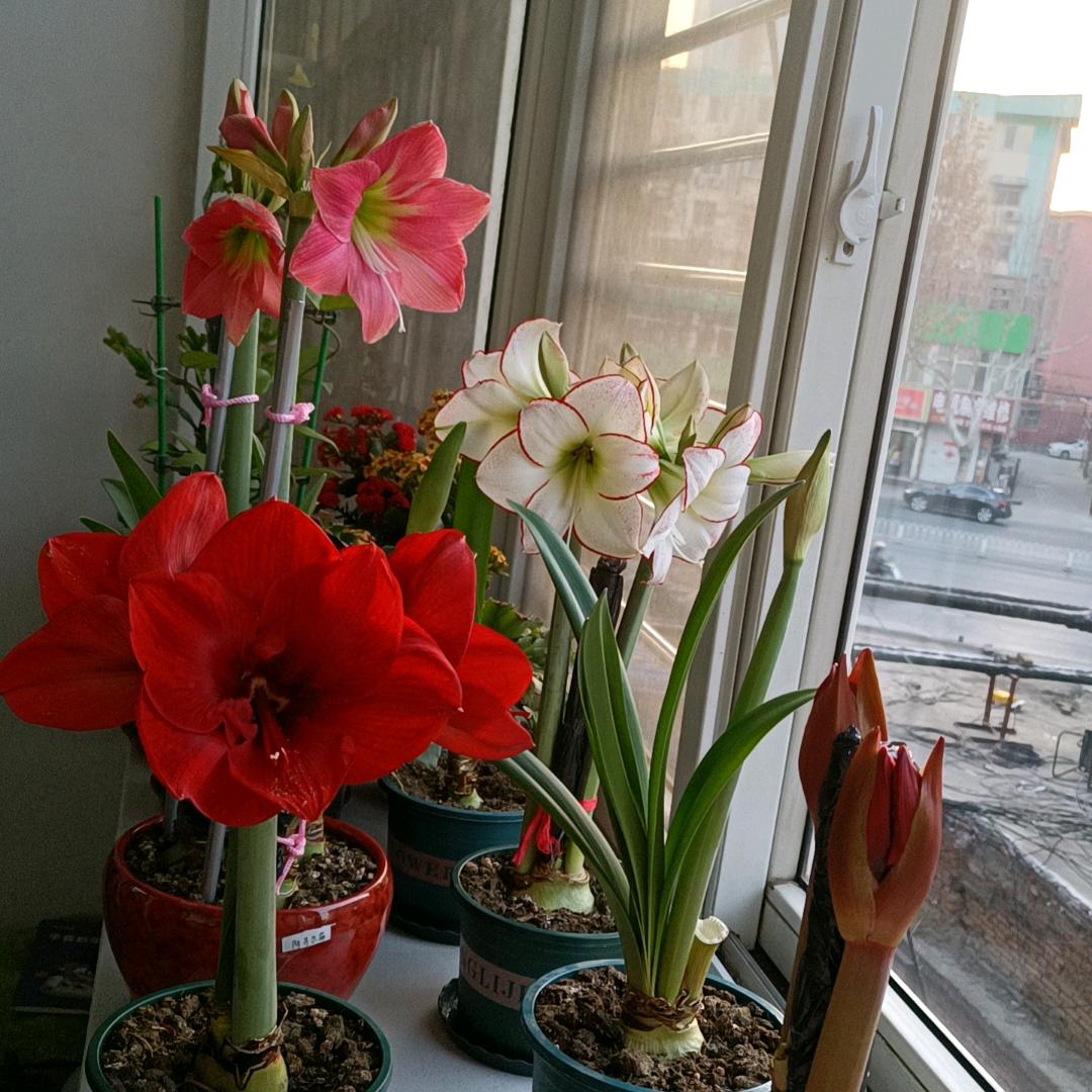 山菊花
