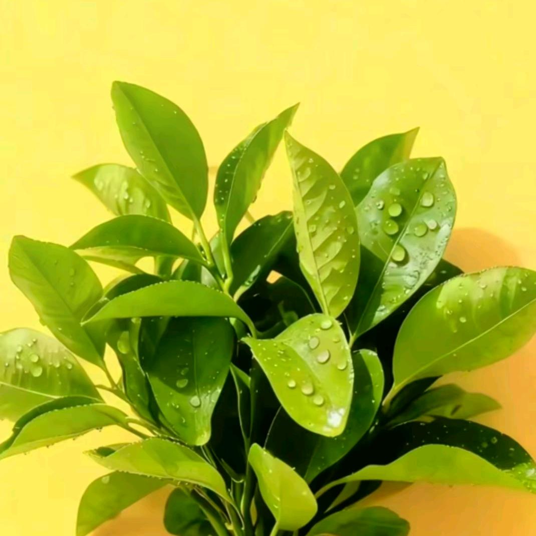 👸🏻ling ling🌻