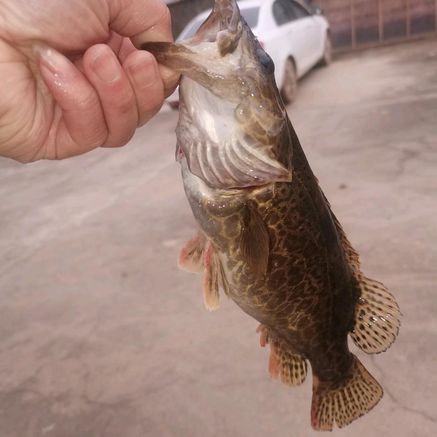 小唐🐠Lure拔鳜