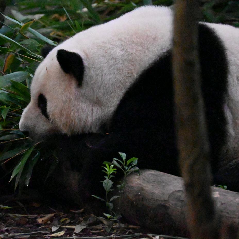 蔡蔡不吃菜菜