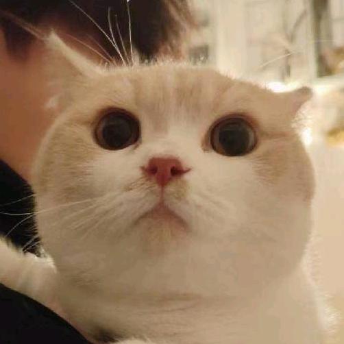 羊羊