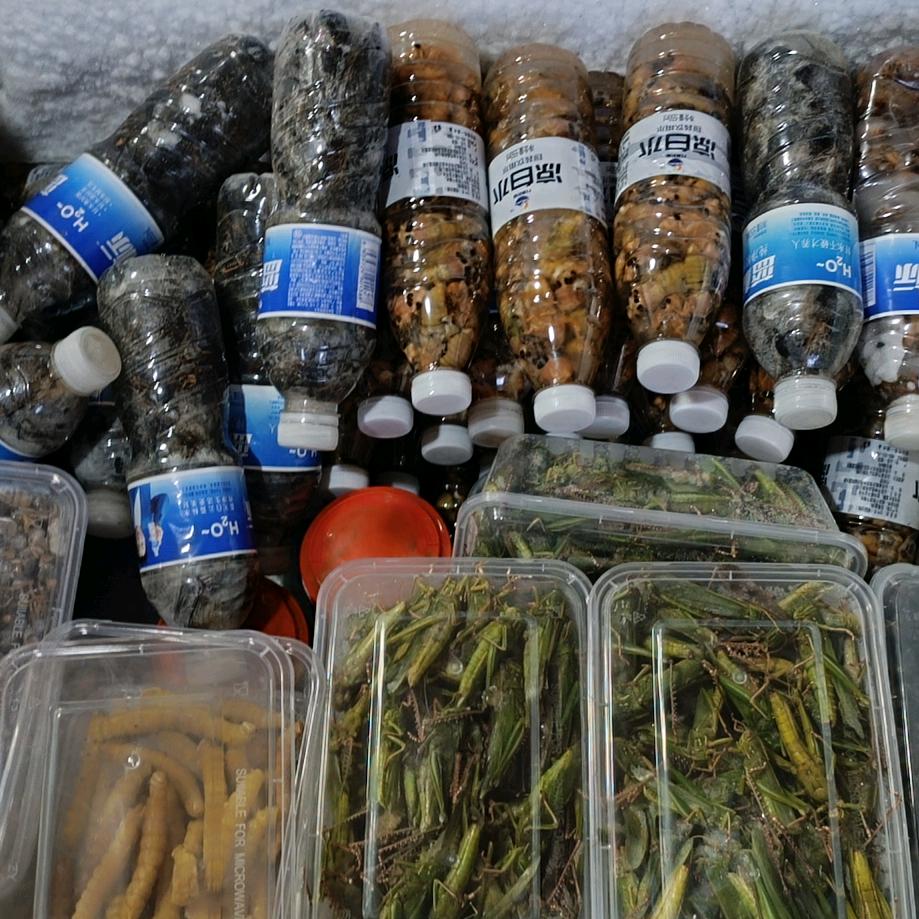 马站小神水产食用昆虫