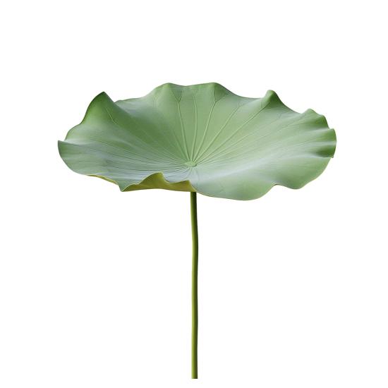 心如止水
