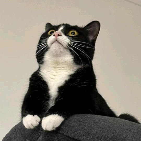 科妍可颜
