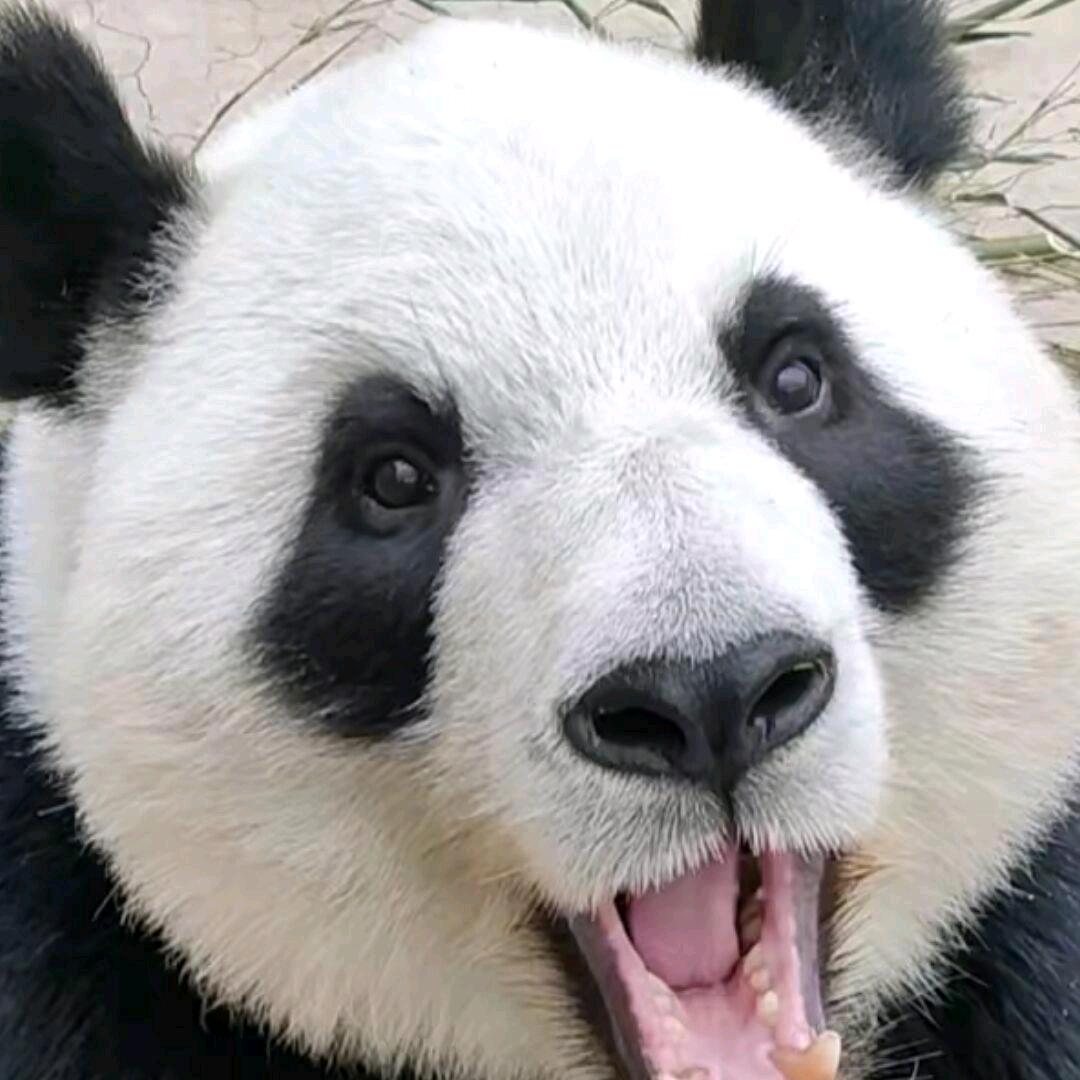 罗妹妹