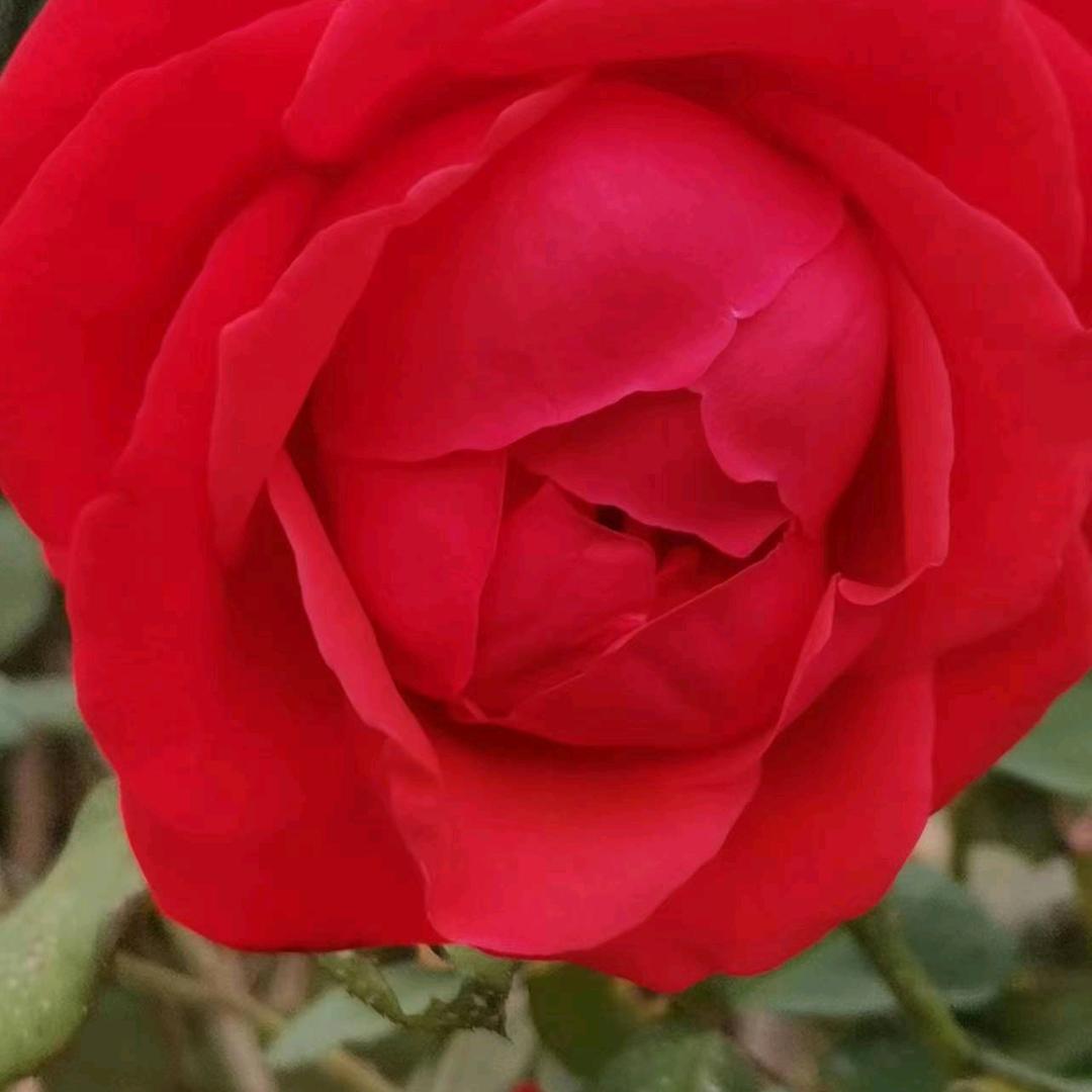 为明天而努力5188