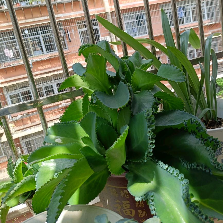 百草堂