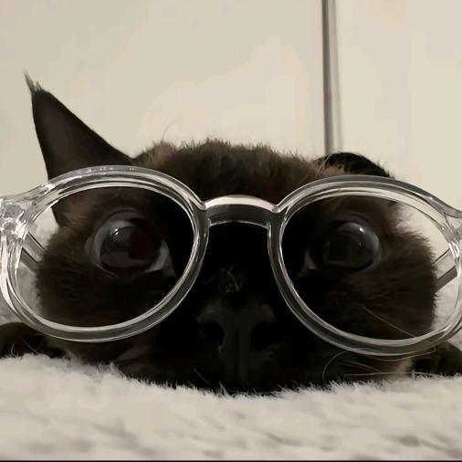 Moonrise大猫头像