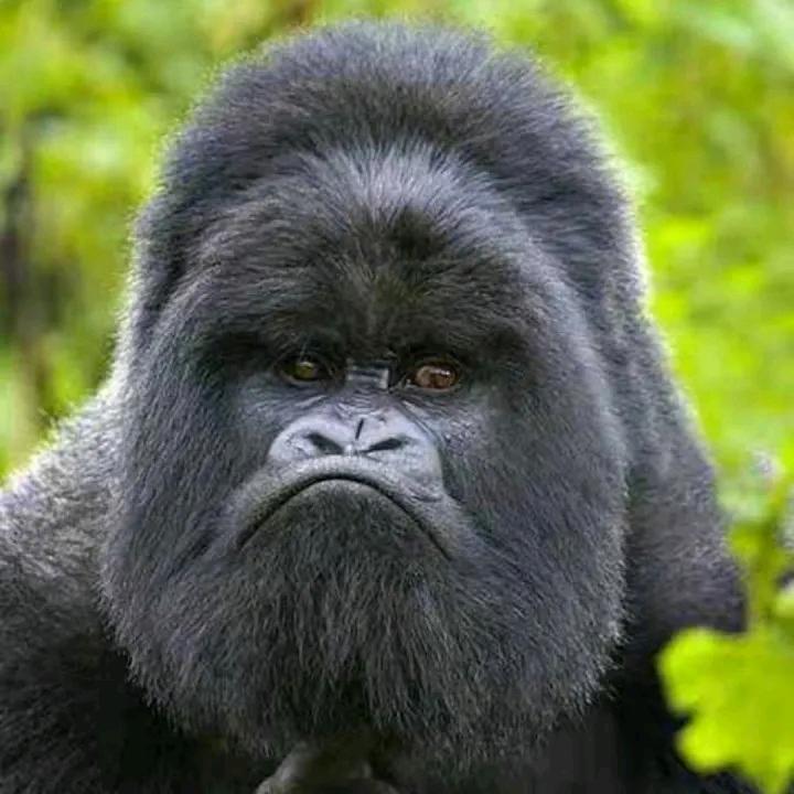 密西西比河上的猩猩 🌴