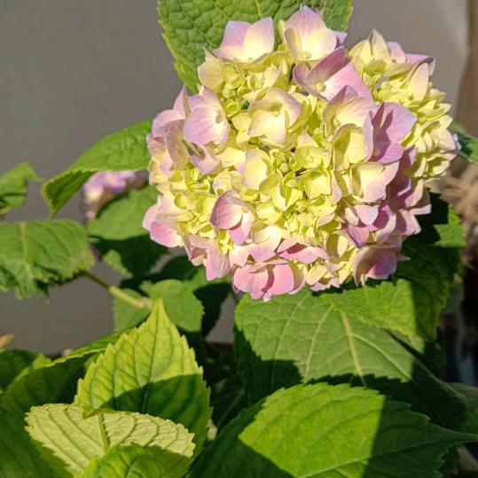花花🌺