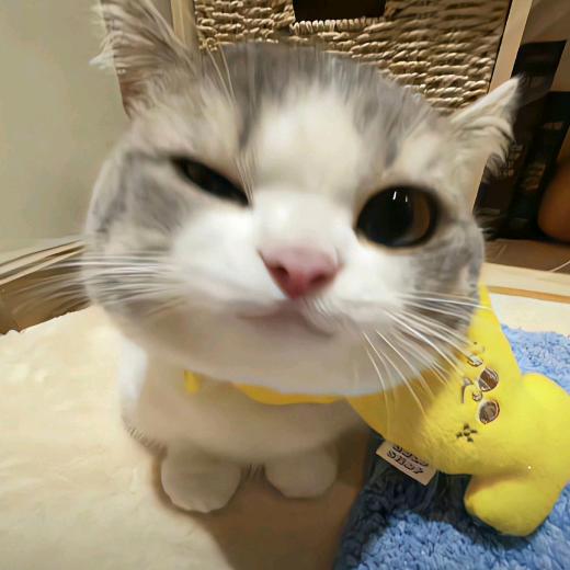 Esther姝🐾