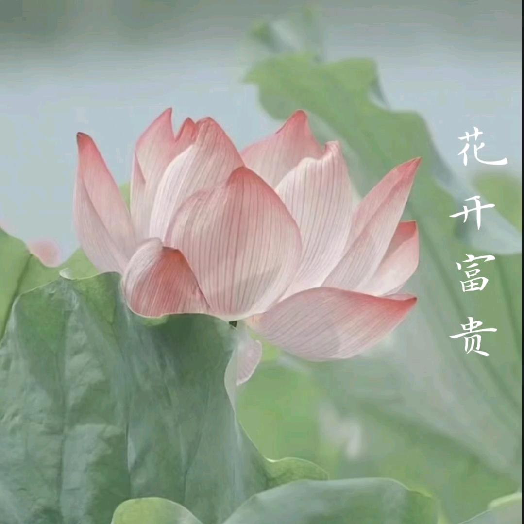萝卜白菜各有所爱79年羊